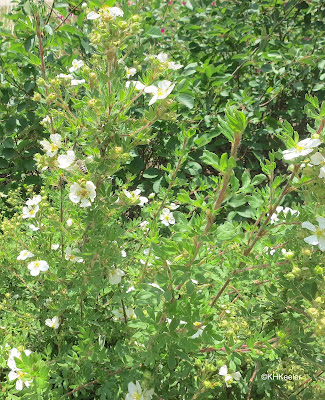 Shrubby cinquefoil, Potentilla fruticosa