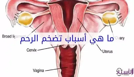 Causes-and-symptoms-of-an-enlarged-uterus