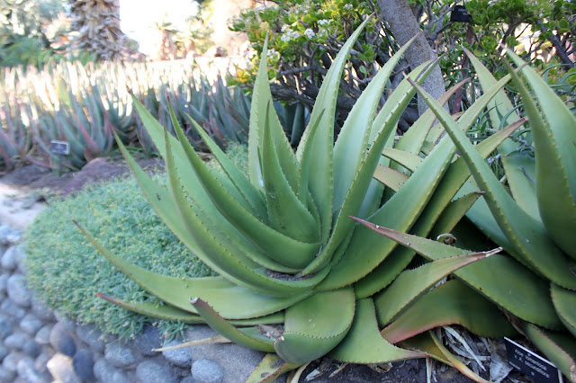 Aloe tomentosa X A. secundiflora