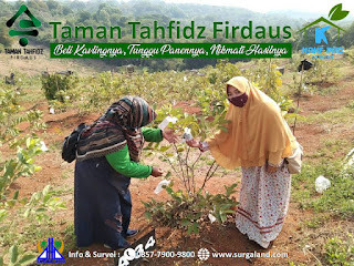 Dua orang ibu sedang memetik jambu Kristal di Taman Tahfidz Firdaus