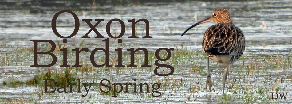 Oxon Birding Blog