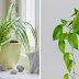 10 AIR-PURIFYING BEDROOM PLANTS FOR BETTER SLEEP 