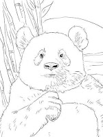 coloring page for kids of pandas