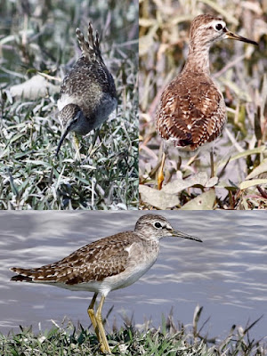 Wood Sandpiper