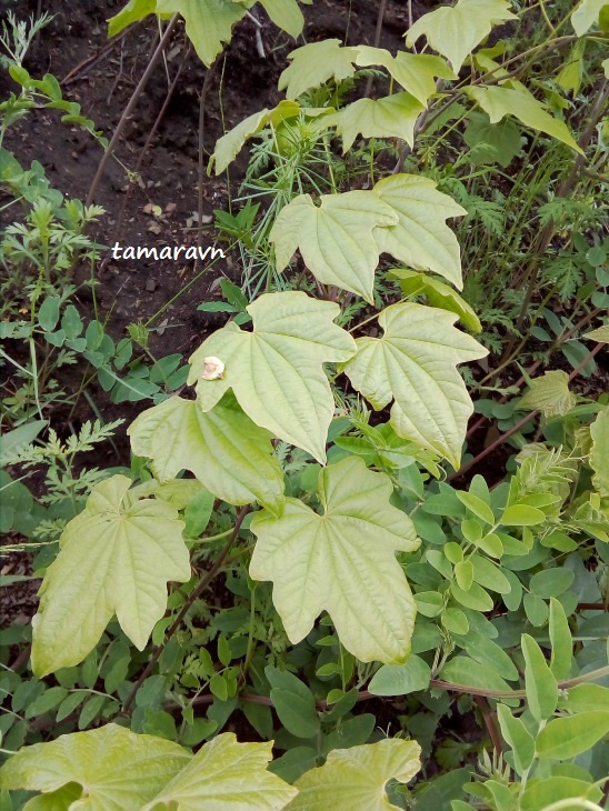 Диоскорея ниппонская (Dioscorea nipponica)