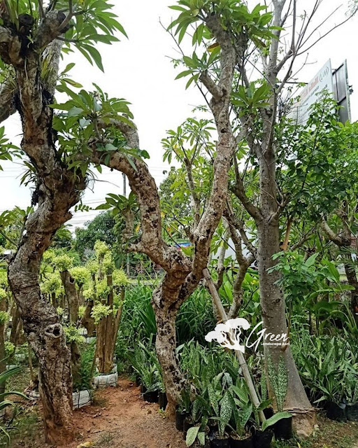 Jual Pohon Kamboja Fosil di Kebumen | Harga Pohon Kamboja Fosil Langsung Dari Petani