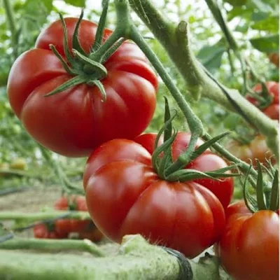 Rewako tomato