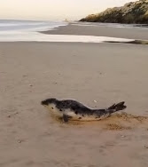 Aparece una foca en la playa de Cuesta Maneli