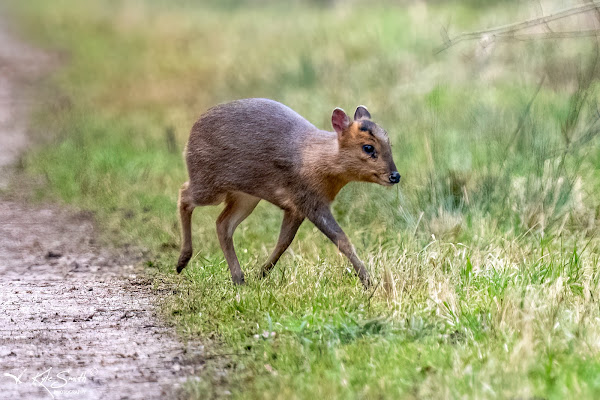 Muntjac deer