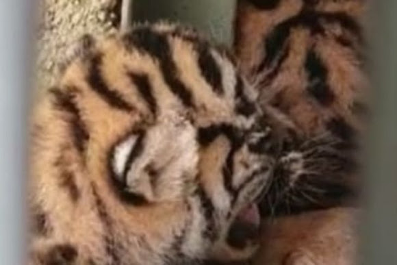 Tiga Ekor Anak Harimau Sumatera Lahir di Paluta