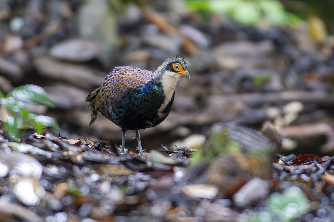 Birding & Bird Photography Tours In Sabah, Borneo. Click below.