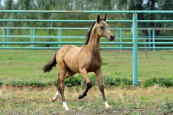 Akhal-Tek Horse