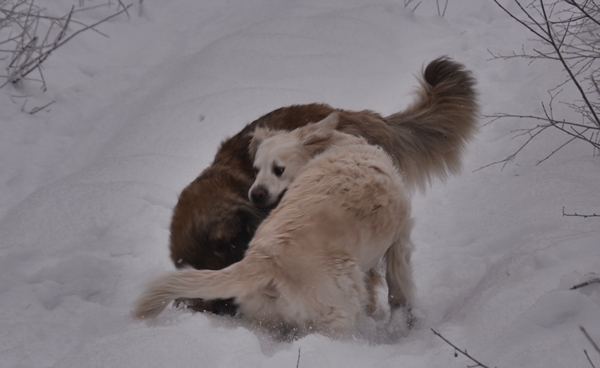 leonberger golden retriever