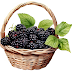 Korb mit Brombeeren, Basket with blackberries, Panier de mûres