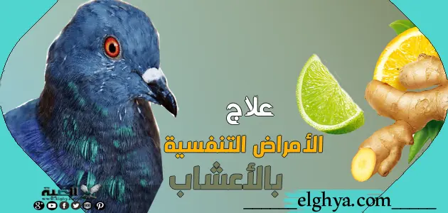 علاج أمراض الجهاز التنفسي عند الحمام بالأعشاب