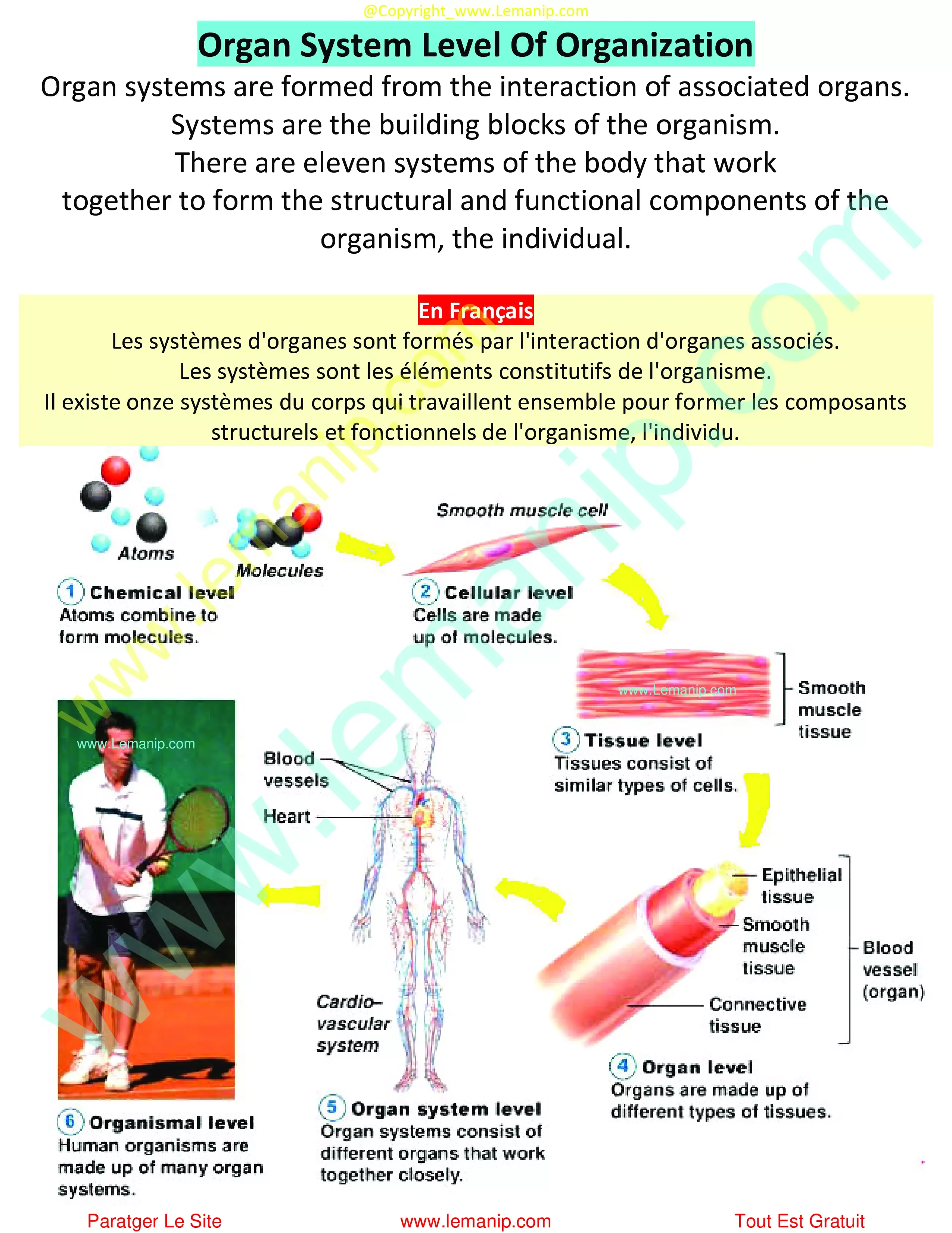 Organ System Level Of Organization