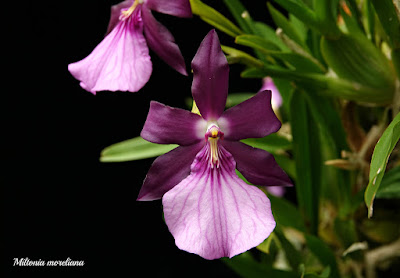 Miltonia moreliana - Morel's Miltonia care