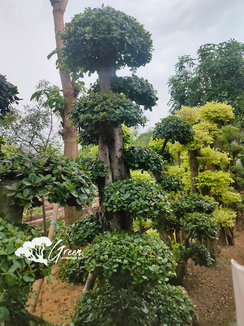 Jual Bonsai Beringin Korea Taman (Pohon Dolar) di Banjarnegara Garansi Mati Terjamin