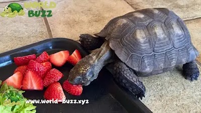 Food Ideas & Nutrition Guide: What Do Baby Turtles Eat?