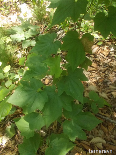 Диоскорея ниппонская (Dioscorea nipponica)