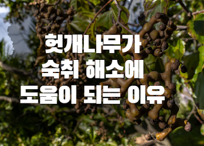 헛개나무