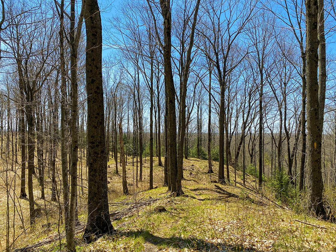 rolling woodland hills