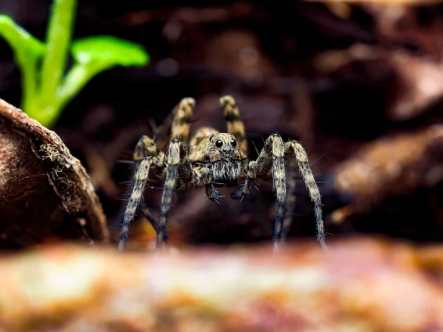 wolf spider,wolf spider bite,wolf spider brown recluse,wolf spider poisonous,wolf spider size,house wolf spider,brown recluse wolf spider,Brown Recluse,Brown Recluse Bite