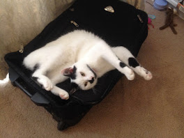 A contorted Bess lying on a suitcase