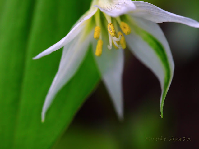 Disporum smilacinum