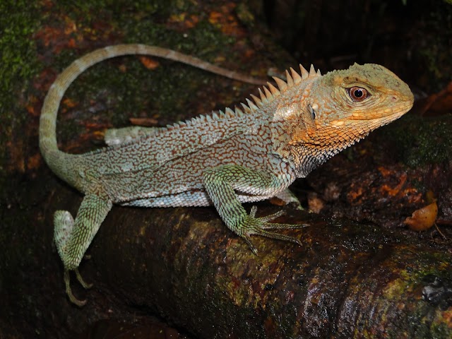 Descoberta nova espécie de lagarto dragão 