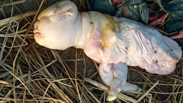 En la India una cabra dio a luz a una cría con rostro humano