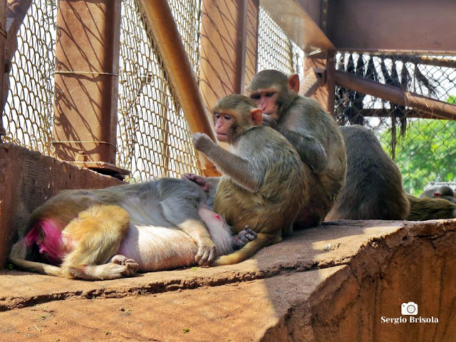 Close-up de alguns dos macacos Rhesus do Macacário do Instituto Butantan