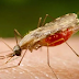Cientistas usam inteligência artificial para triar possíveis novos fármacos contra malária