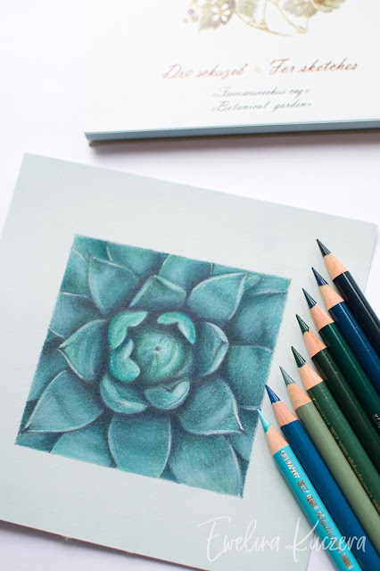 How to draw a succulent with colored pencils - a step by step tutorial
