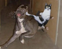 Gatos dominando a los perros