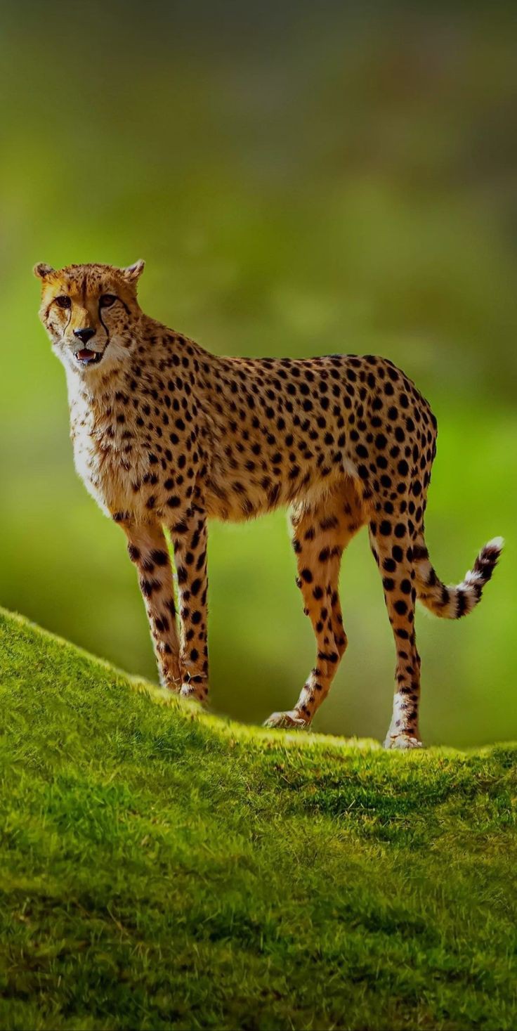 Cheetah Wallpaper images for Mobile, iphone || Animal Wallpaper images