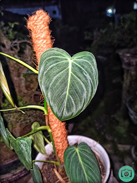 Philodendron