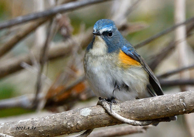 宮城の野鳥