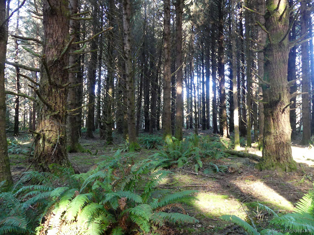 06: scattered green under trees