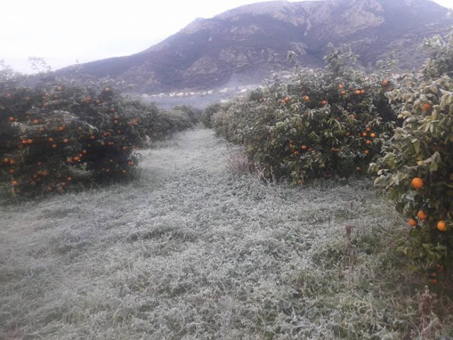 ΔΗΜΟΣ ΜΟΝΕΜΒΑΣΙΑΣ:Μέχρι 29 Μαρτίου οι δηλώσεις ζημιάς για τα πορτοκάλια Βαλέντσια