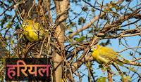 Hariyal bird in hindi