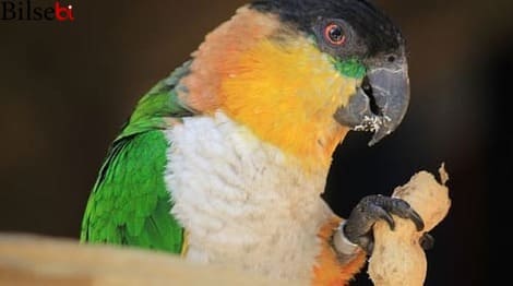 papaganlar-icin-zararli-yiyecek