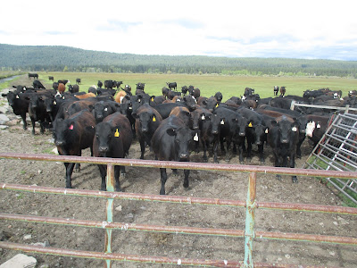 Cattle near Ft Klamath, Oregon