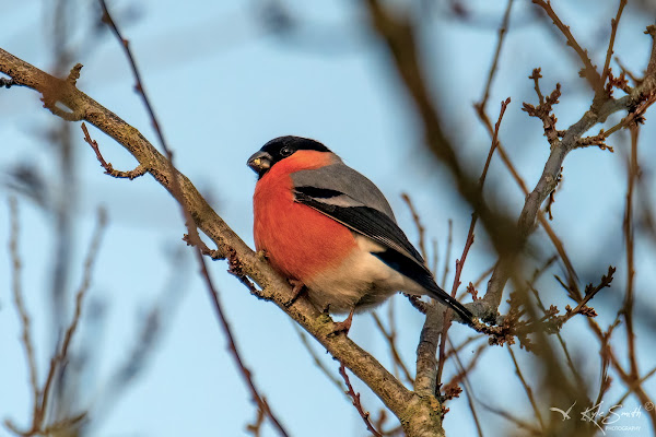 Bullfinch