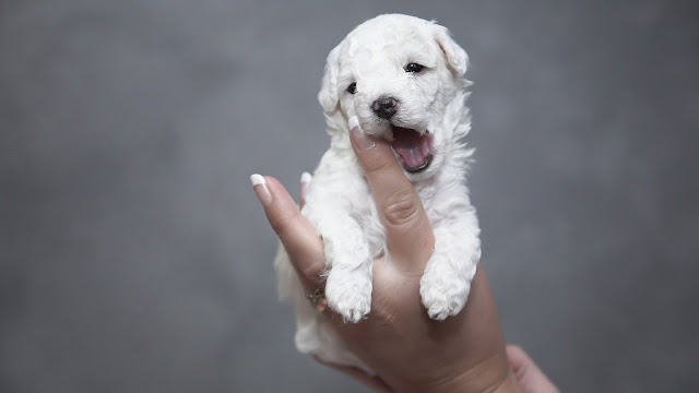 Cutest Puppy HD Wallaper