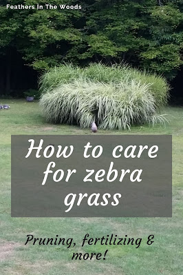 Large clump of ornamental grass (zebra grass)