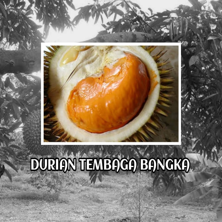 Bibit Durian Tembaga Bangka