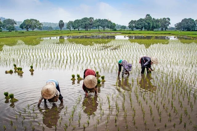 Farmers planting rice in a ricefield