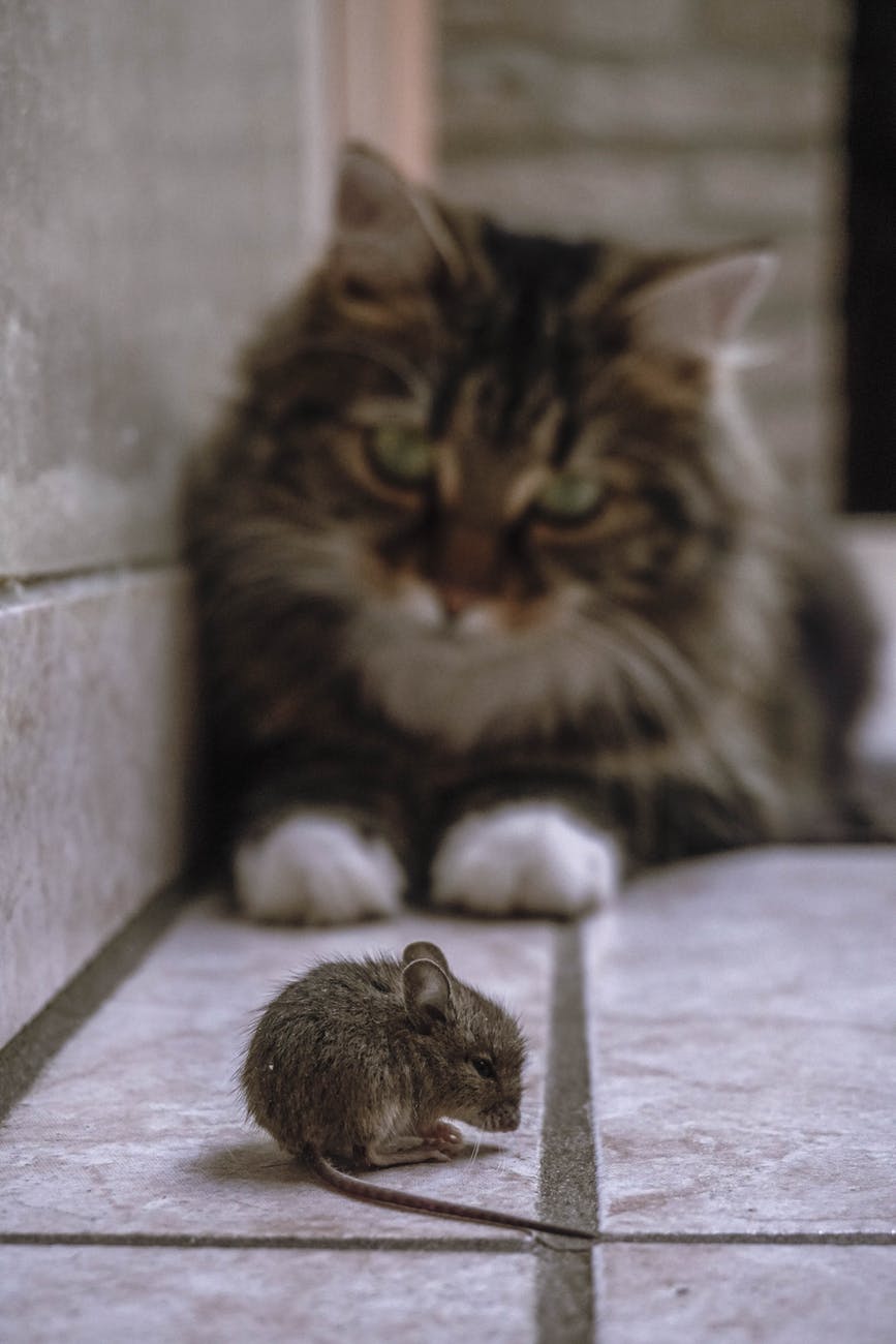 Pourquoi les chats mangent-ils des souris ? Devrions-nous les laisser faire ?