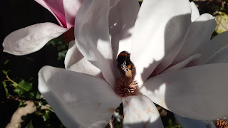 A bee located in a white flower